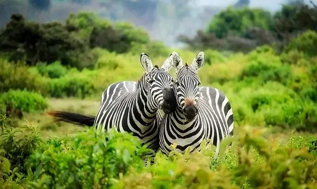 Kenya Landscape